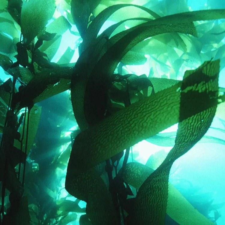 نتهای بویایی عطر نوردیک واترز اینفینیت بلو